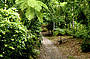 Amazing rainforest tracks