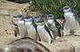 Penguin Parade