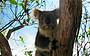 Koala's at Kennett River