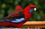 Rosella 