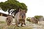 Furry Friends the Rottnest Island Quokka