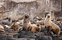 Two Day Great Ocean Road & Phillip Island Wildlife Adventure with Koala Photo