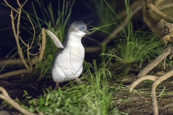 Penguin flapping his wings to welcome visitors