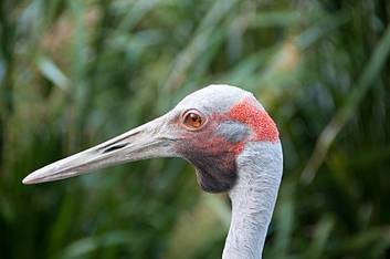 Brolga