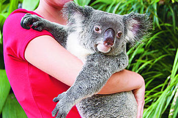 Kuranda Koala Gardens - Entry 