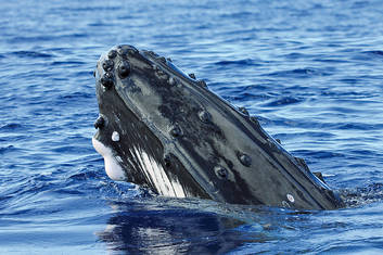  Whale Watching Sydney Harbour Cruise with breakfast