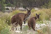 Kangaroos