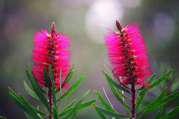 Albany Bottlebrush (credit Tourism WA)